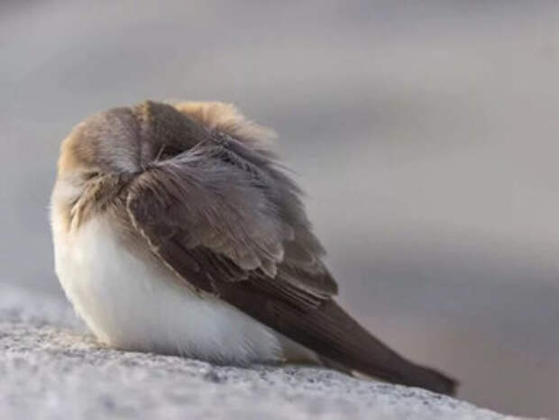 Почему некоторые птицы готовы пожертвовать своей жизнью во имя сна?