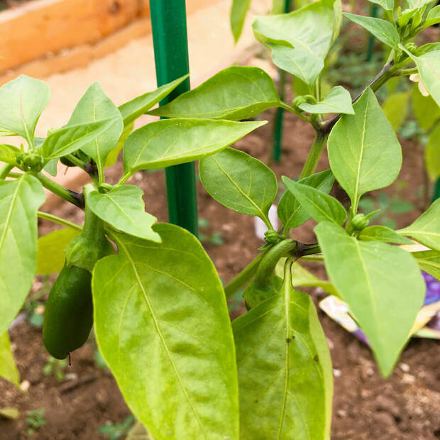 Формирование перцев в теплице для хорошего урожая. Простая схема, которую подсказали агрономы компании Гавриш