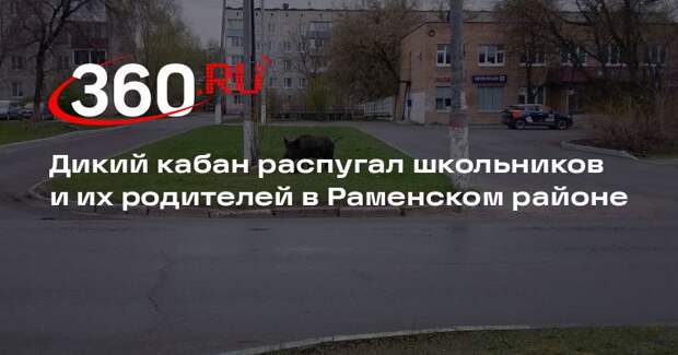 Дикий кабан пришел к школе и напугал детей и взрослых в поселке Дубовая Роща