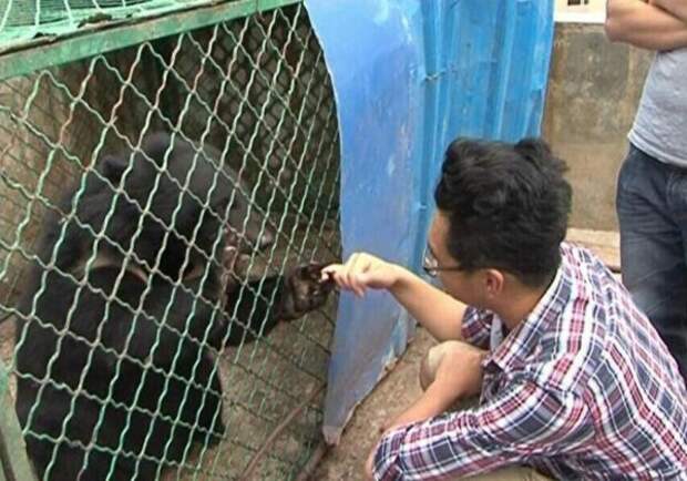 Китаец принимал медведей за домашних собак