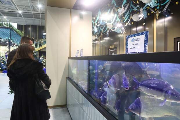 На рыбном рынке в Митине угостят карпом и блинами