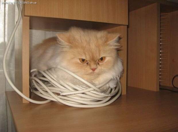 рыжий кот