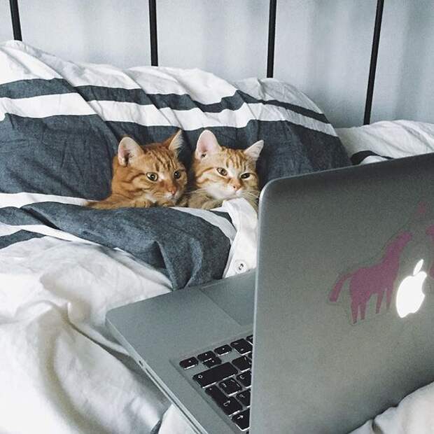 18 кошек доказывающих, что любить может каждый кошки которые умеют любить, кошачья любовь