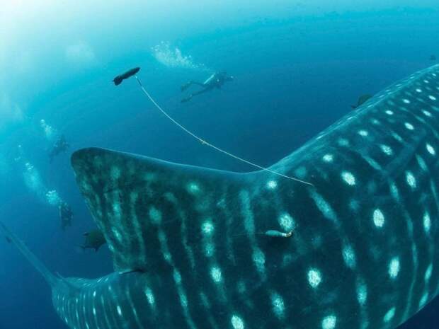 Заплыв с самой крупной в мире акулой акула, животные, китовая акула, море, океан, природа, рыба, фото