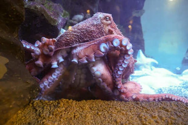 Останки древних гигантских хищников с развитым интеллектом обнаружили ученые в океане