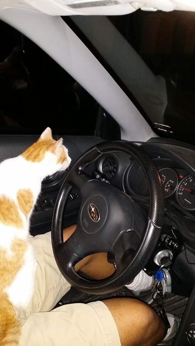 Без кота и жизнь не та