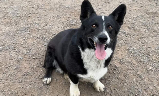 собаки и собачники