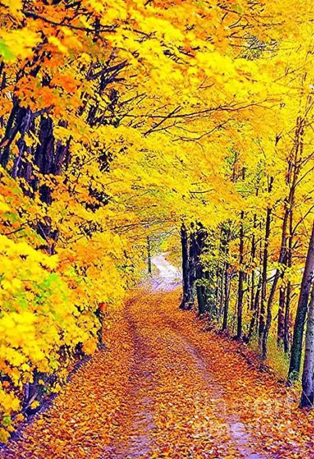 Осенний останавливаться. Осень фото. Остановка осень. Какого цвета изображена осень. Картинке осень без авторов.