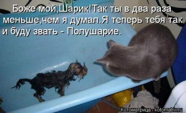 Котоматрицы(картинки с подписями)