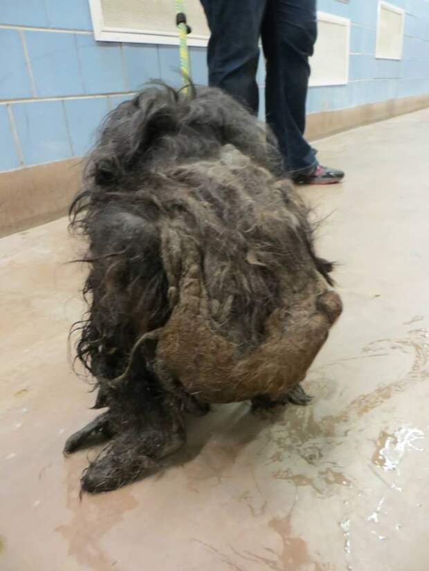 Trio Animal Foundation, Ellen dog, собака Эллен, до и после спасения