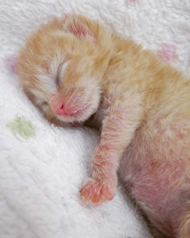 спасение котят рыжий котенок