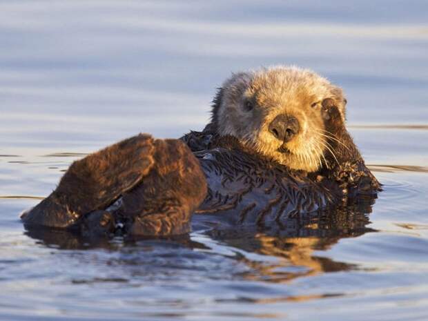 cute_otters-7-934x