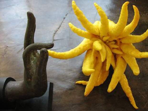 creepyplants29 Самые жуткие растения