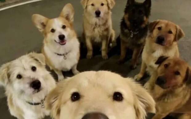 7 собак на автотрассе — трогательная история из Китая