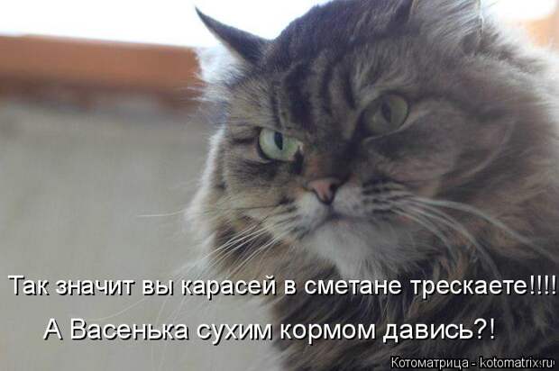 Котоматрица: Так значит вы карасей в сметане трескаете!!!! А Васенька сухим кормом давись?!