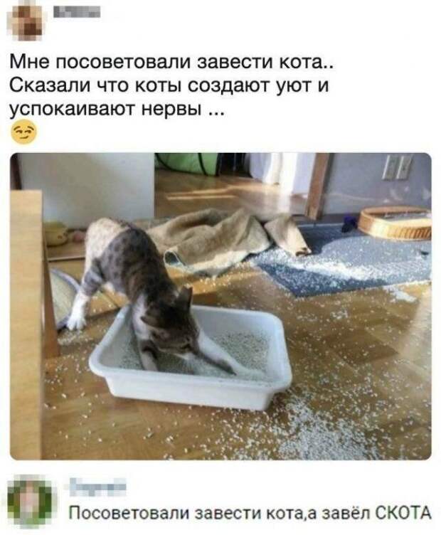 kotovsyachina-kartinki-smeshnye-kartinki-fotoprikoly