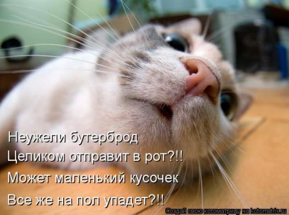 Котоматрицы (картинки с надписями)
