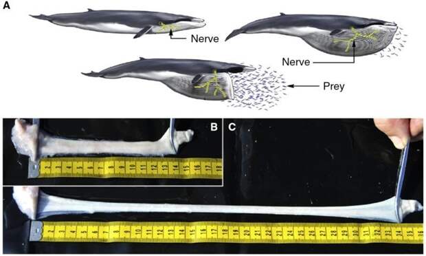 Растяжение нервов в пасти кита при зачерпывании воды вопросы, интересное, мир, наука, познавательно, факты