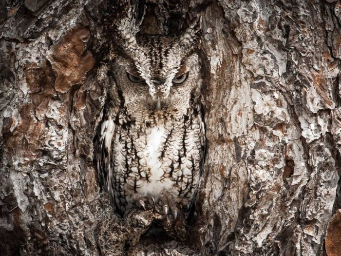 Удивительный природный камуфляж (38 фото)