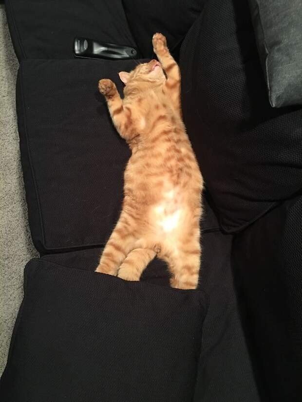 Без кота и жизнь не та