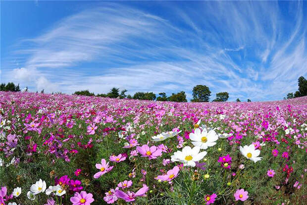 NewPix.ru - «Hitachi Seaside Park» сад цветов в Японии