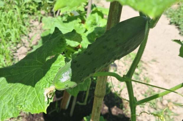 Кураж и Китайские отдыхают: Мамлюк F1 — огурец для ленивых и занятых