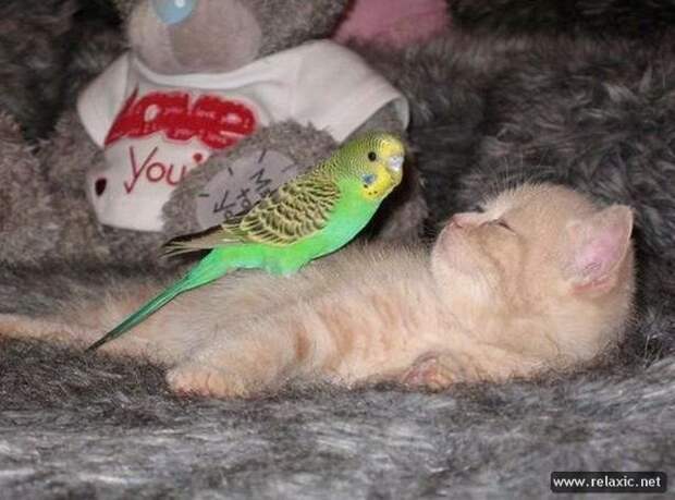 Cat_and_Parrot_008