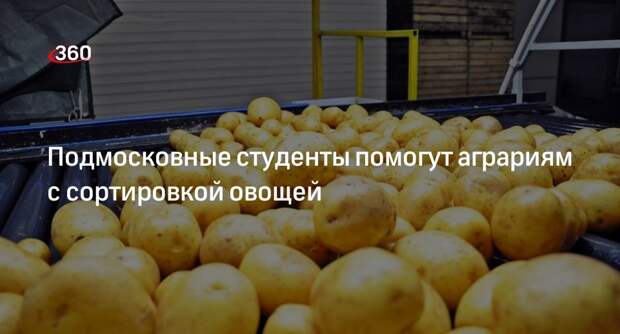 Подмосковные студенты помогут аграриям с сортировкой овощей