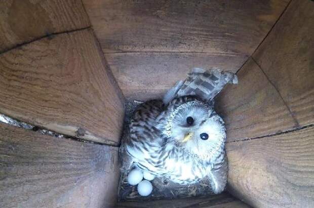 Длиннохвостая неясыть продолжает насиживание кладки из четырёх яиц