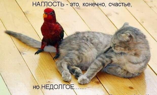 Картинки по запросу ржачные фото и картинки с надписью