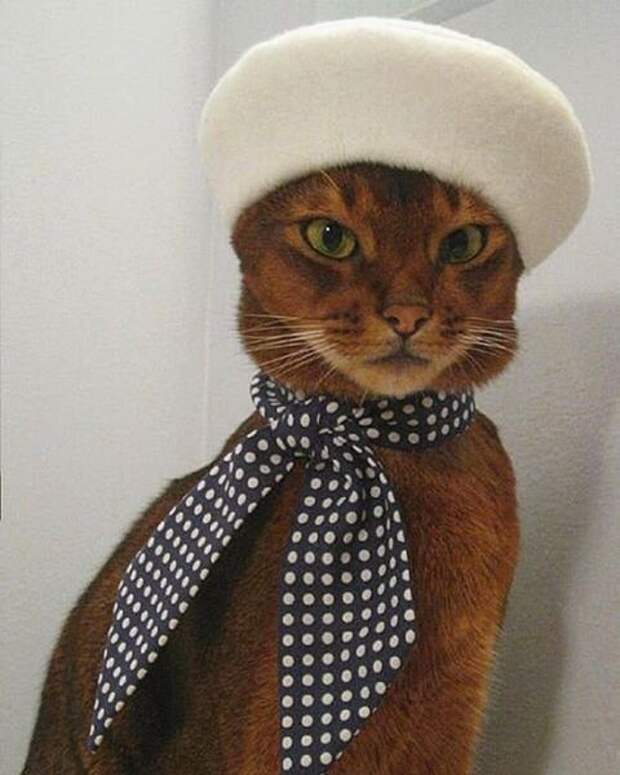 кошка в шапочке