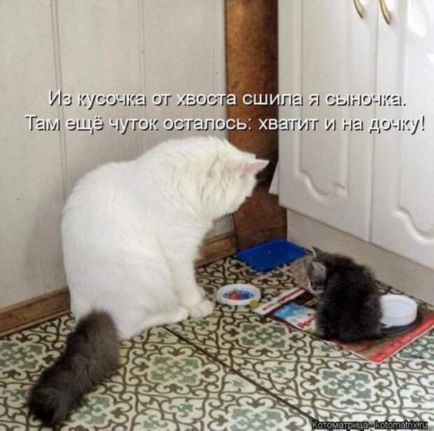 Котоматрицы (картинки с надписями)