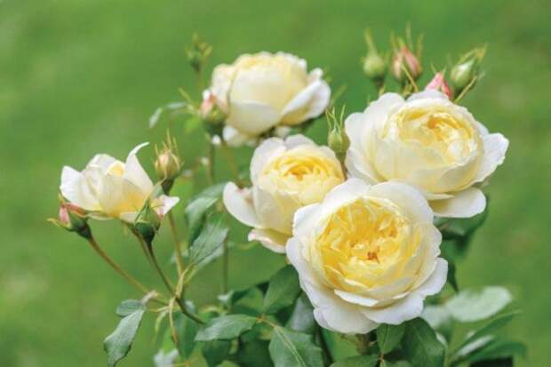 Роза сорта Vanessa Bell, фото с сайта ashridgetrees.co.uk