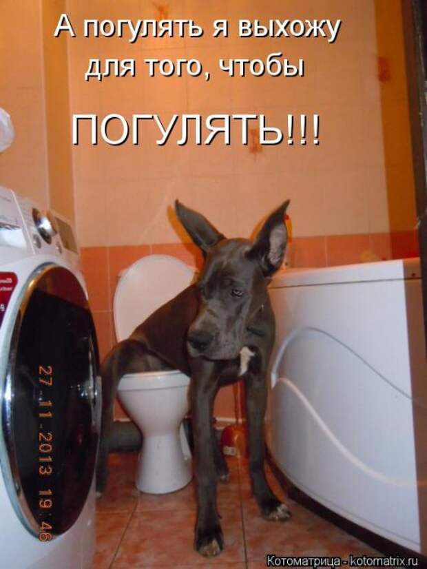 Котоматрицы(картинки с надписями)