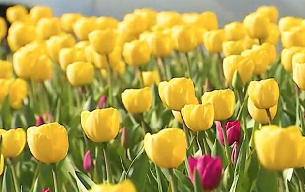 Отреагировали на тепло: в Петербурге заметили яркие распустившиеся тюльпаны