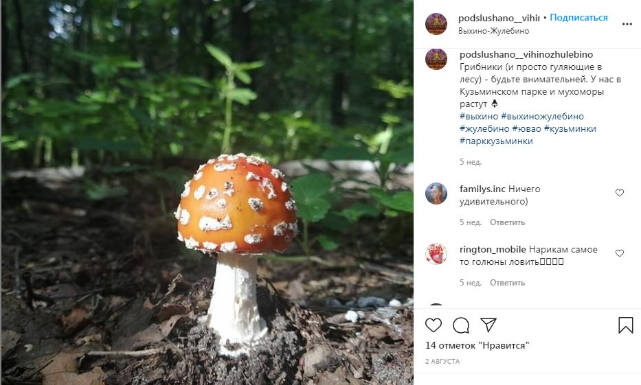 Фото дня: в Выхине-Жулебине поспели мухоморы