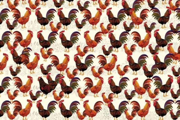 Оптическая ловушка: сможете ли вы заметить курицу