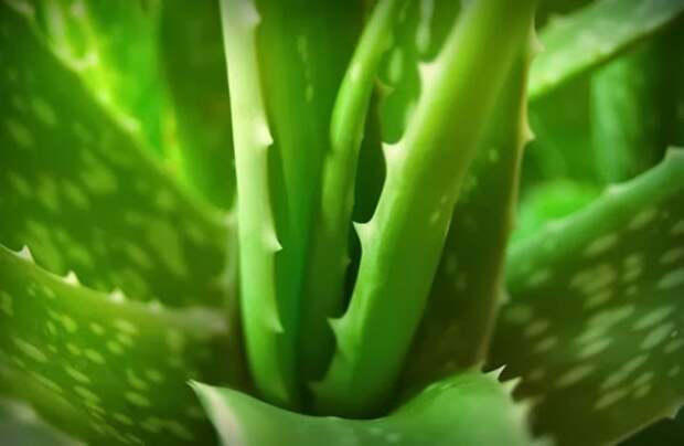 sok-aloe