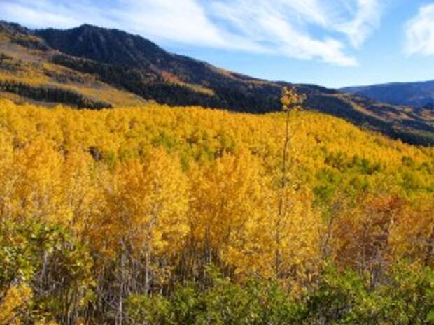 Pando - клональная колония тополя осинообразного,  Fishlake National Forest, США