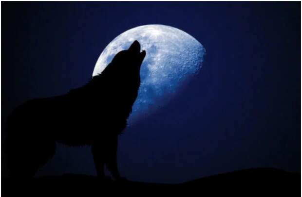 Что же привлекает волков выть на Луну