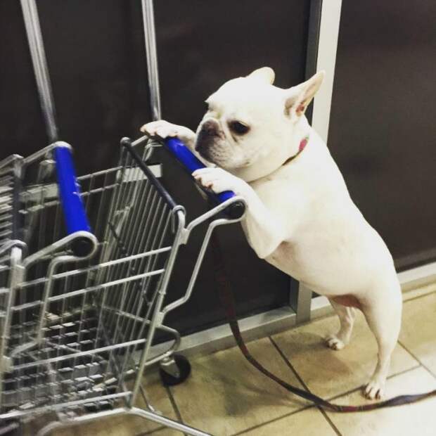 cart13