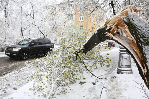 Mash: около 1,2 тыс. деревьев рухнуло в Московской области из-за снега и ветра