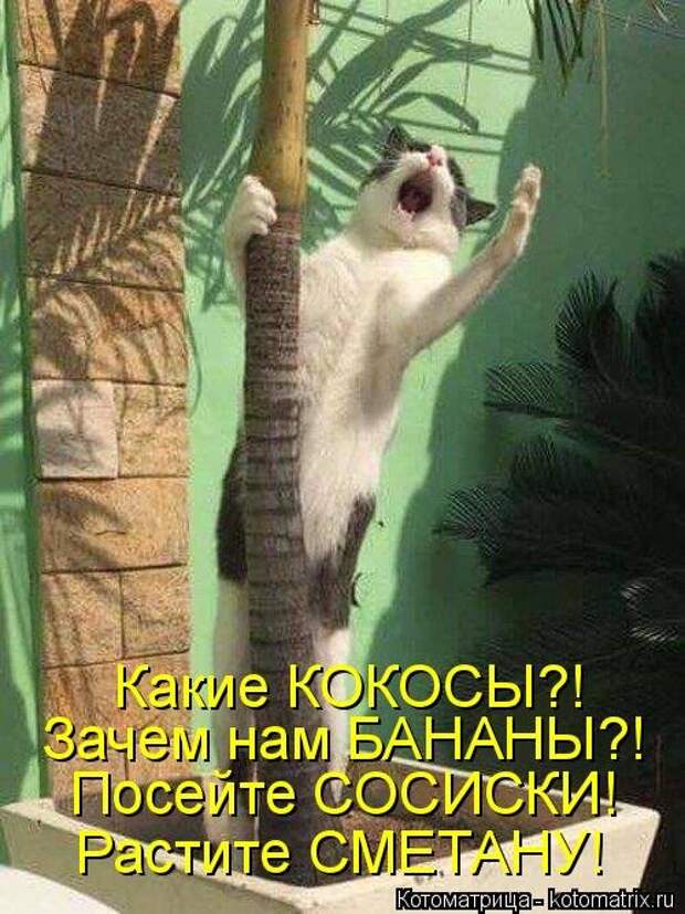 Лучшая котоматрица недели (37 фото)