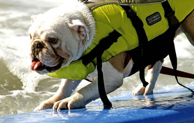 Соревнование по серфингу среди собак dogssurfing 4 Соревнование по серфингу среди собак