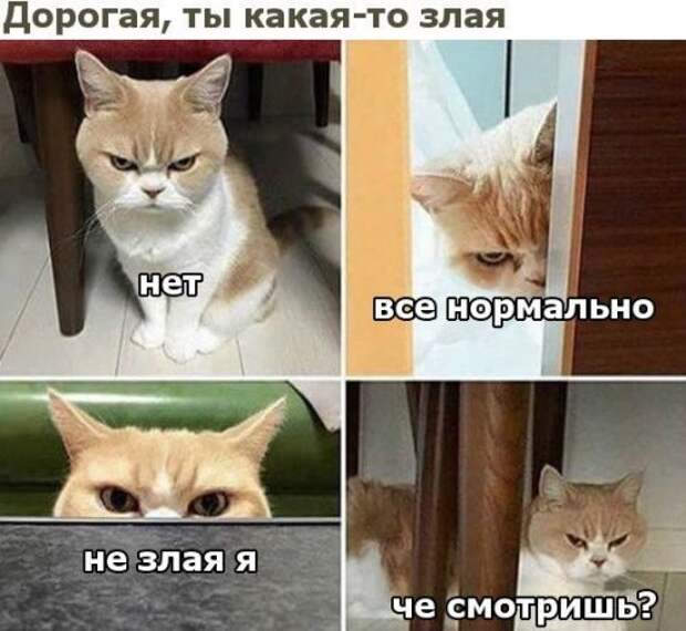 Свежая порция фотомемов (27 шт)