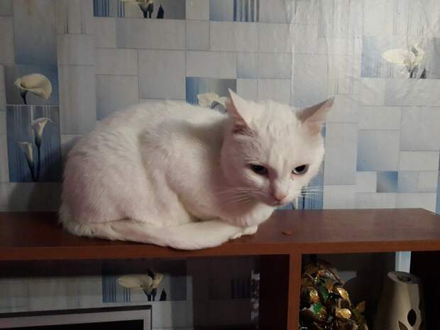 помощь котам белая кошка