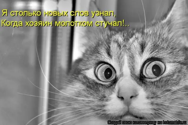 Мысли вслух :) 23 пушистые мыслишки