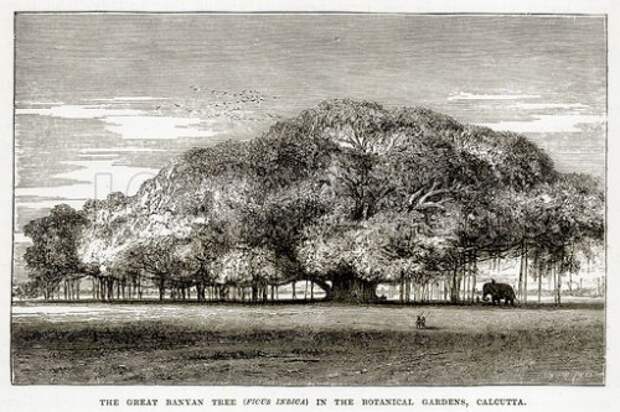 The Great Banyan Tree (Ficus Indica) in the Botanical Gardens, Calcutta/ Гравюра 1890 года