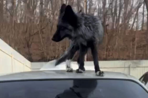 В Приморье на видео попало, как лиса забралась на крышу авто