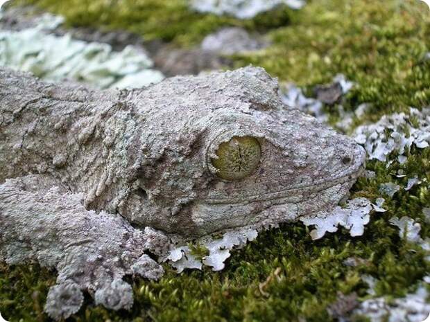 Мшистый плоскохвостый геккон (лат. Uroplatus sikorae)